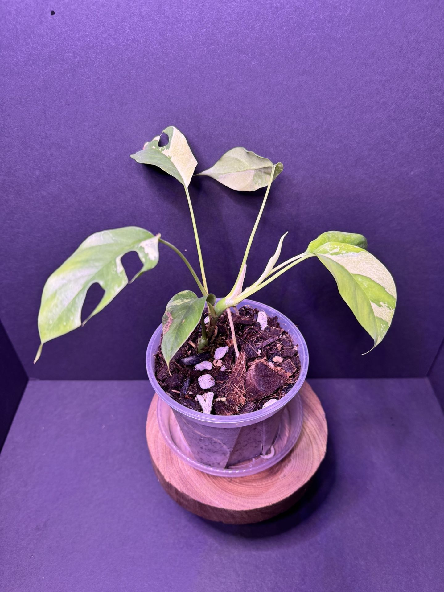 Rhaphidophora Tretrasperma Variegated (Mini Monstera)