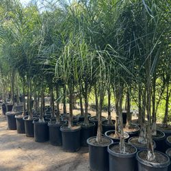 15 Gallon Size- Queen Palm Trees- Approximately 6-8 Feet Tall 