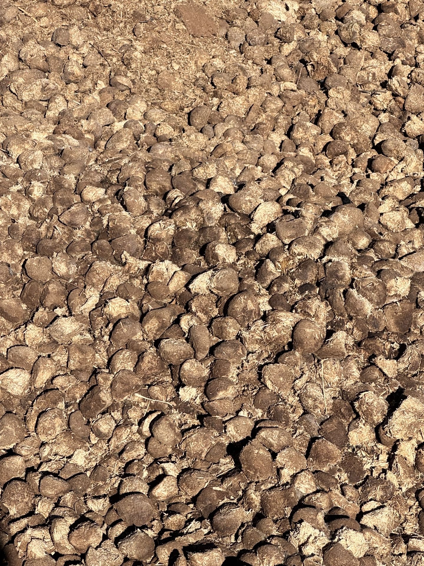 Free Horse Manure