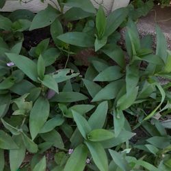 Bundles In A Grocery Bag Purple Plants (Needs Lots Of Sun ) $10.00 a Bag  (Serious Buyers) Cash Only 