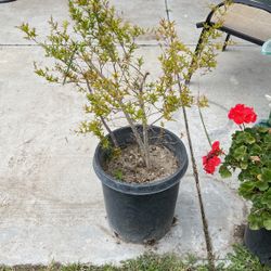 Pomegranate Live Plant