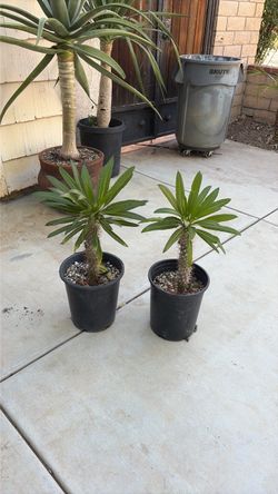 2 for 30$ Madagascar palms