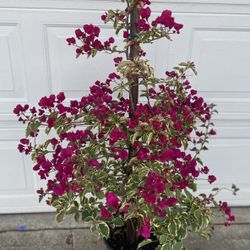  Bougainvillea,,Camellina, Veranera  Variegated Leaves Plant,  Is Climbing Plant In 5 Gallóns Pot Pick Up Only
