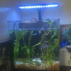 Fish Tank