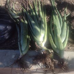 Free Aloe Vera Plants