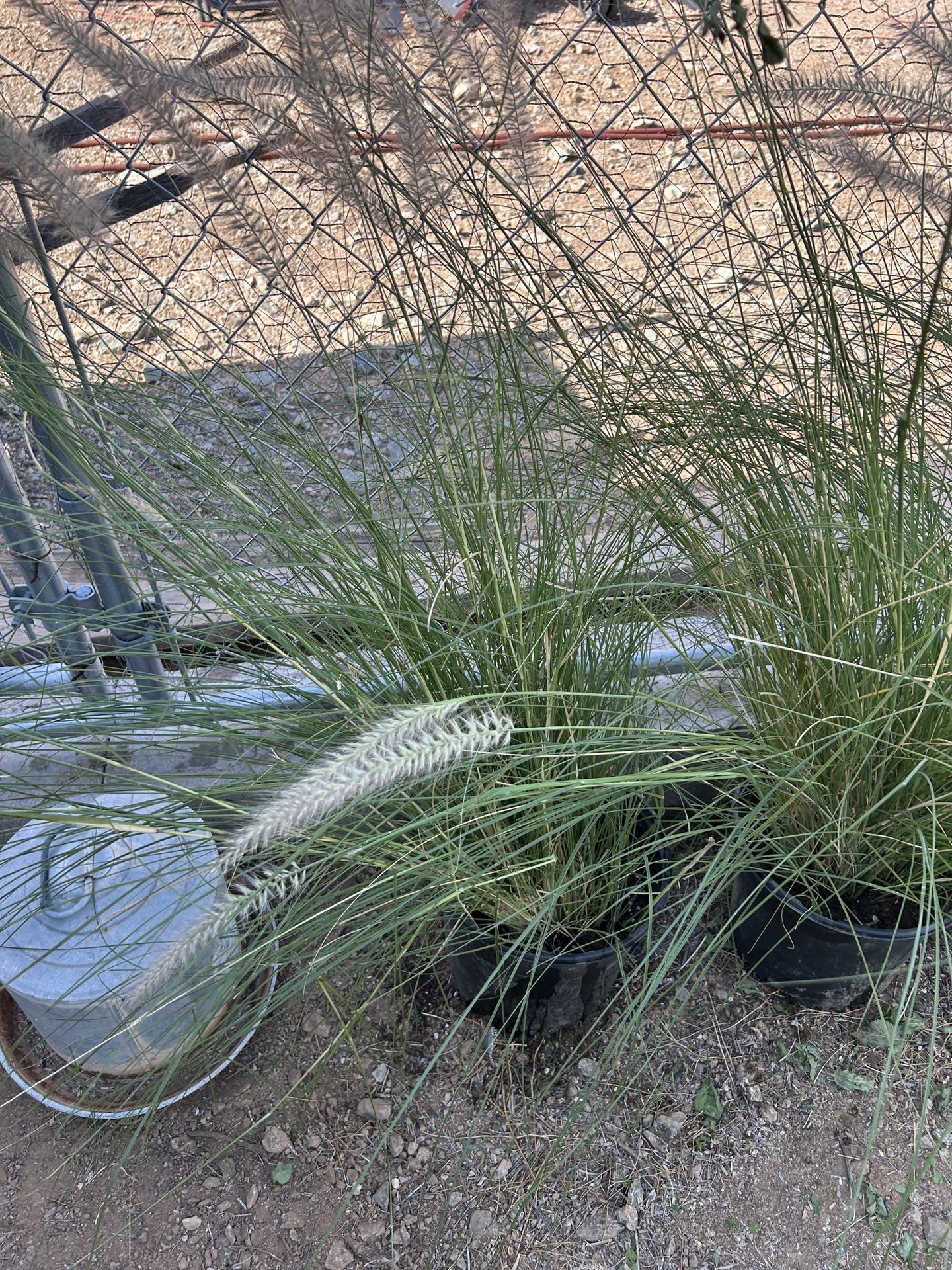 Hameln Dwarf Fountain Grass 