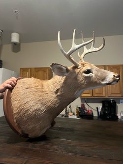 Deer Mount