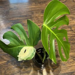 Variegated Monstera Albo Plant Two Leaf Cutting