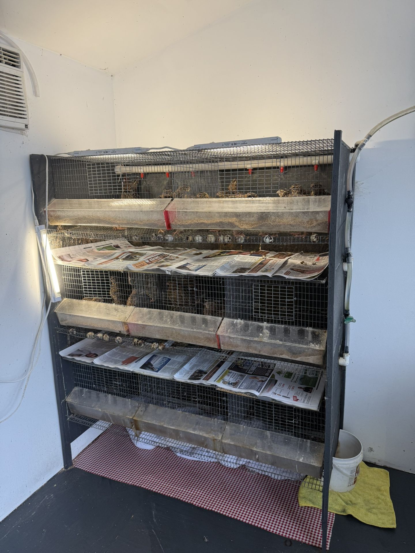 Quail Cage