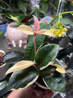 Hoya Snowball