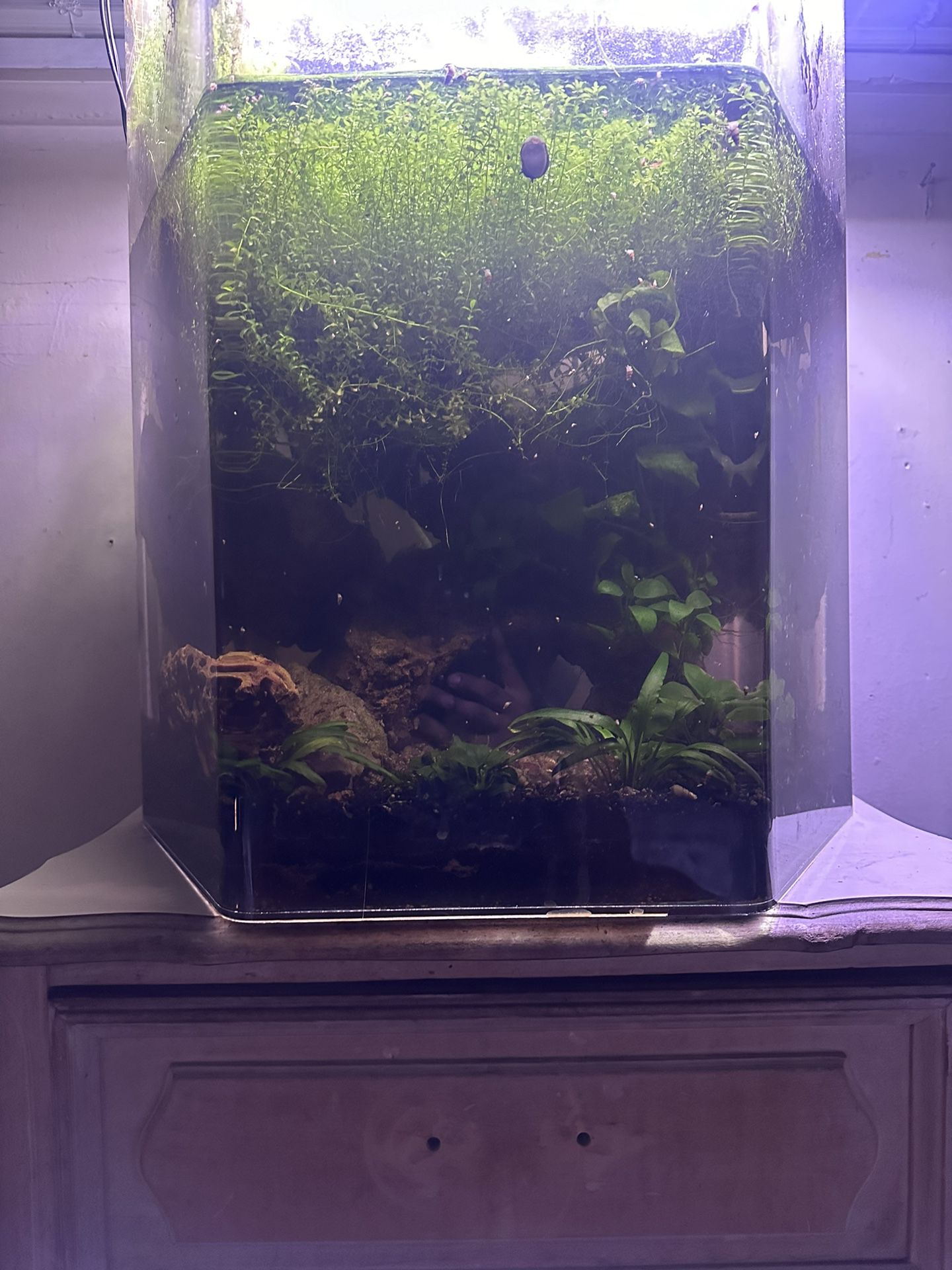 Fish Tanks With Live Plants 