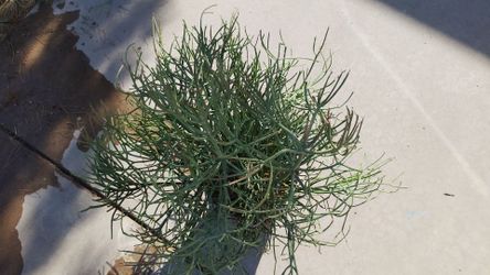 Aloe, fire stick, and small cactus plants