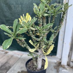 Variegated Euphoria Plant, In 2 Gallóns Pot Pick Up Only
