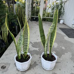Snake Plant In Ceramic Pot