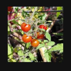 Tomato Plant 🍅 Everglades Heirloom Variety