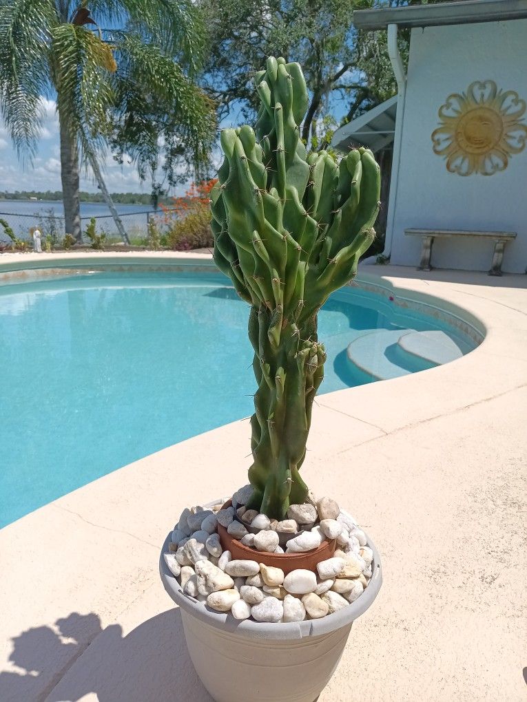 23" Monstrose Peruvian Apple Cactus Cutting $60 -Ship $15 -White Flowers Red Edible Fruit