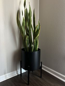 SNAKE PLANT 🪴🐍