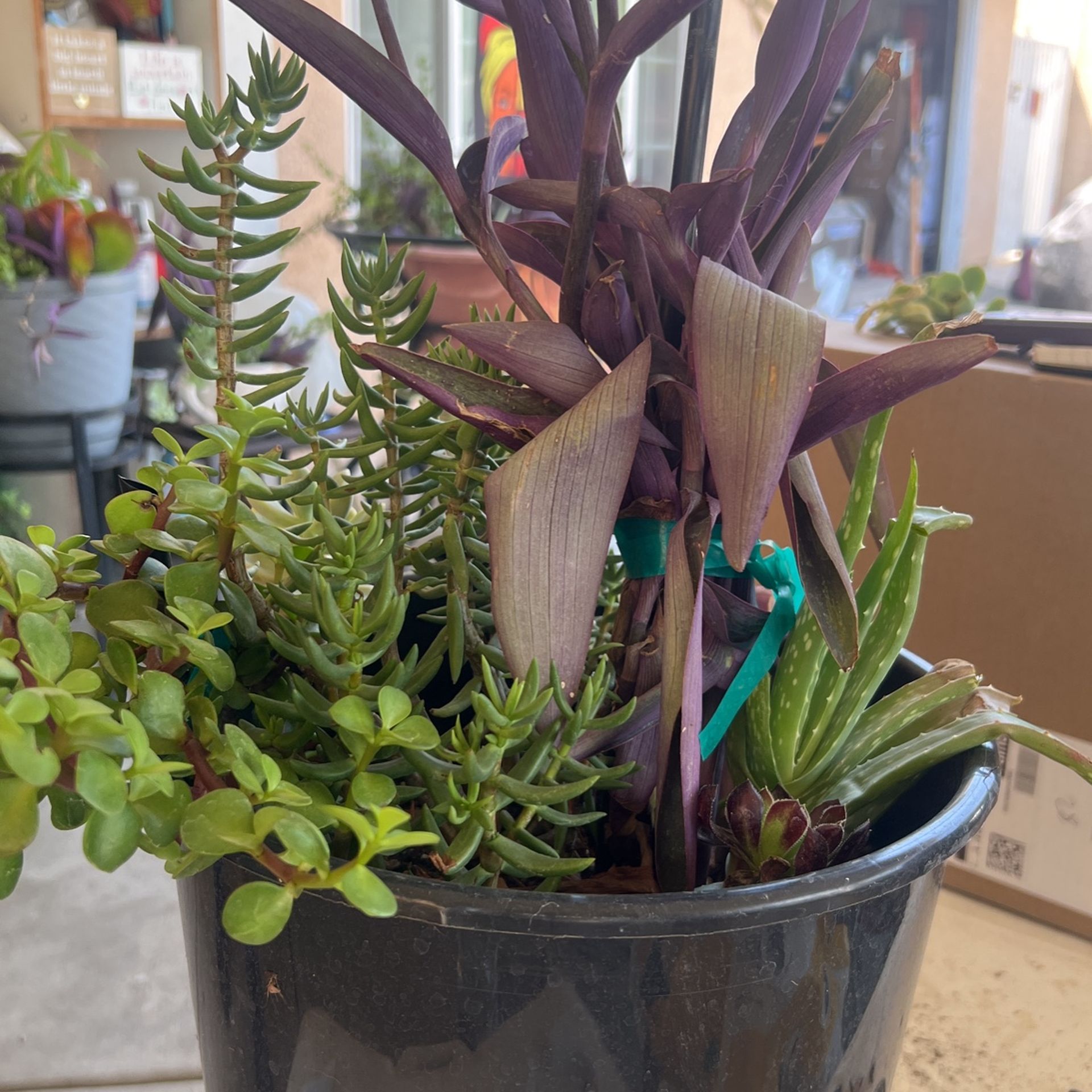 Succulents Plants