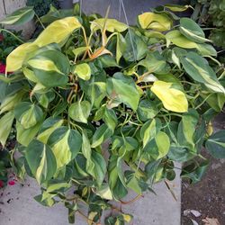 XLG Philodendron Brasil Plant $38