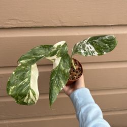 4” monstera lechleriana 