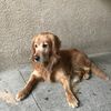 Buddy 