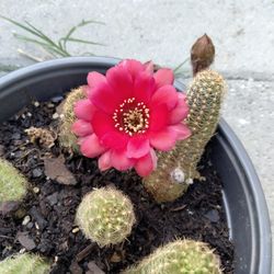 Cactus $7 Color Rosa Fuerte 