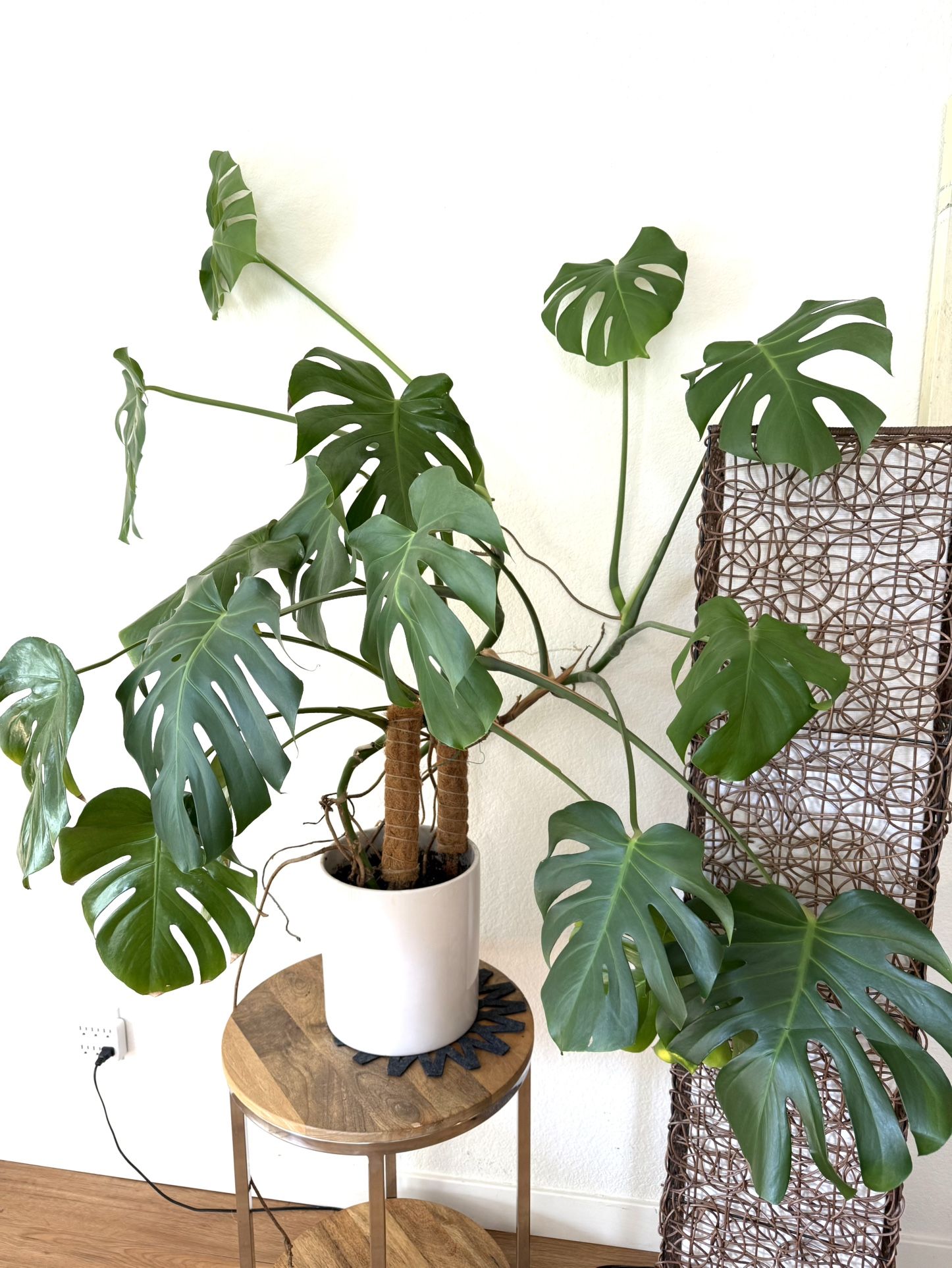 Large live Monstera indoor plant in a ceramic pot