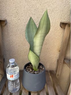 Moonshine Snake Plant