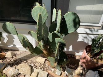 Cactus