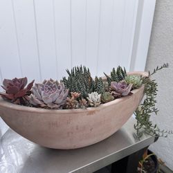 Live Succulent