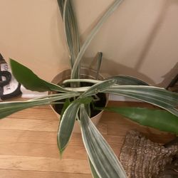 Spider Plant 