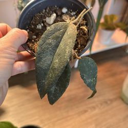 Hoya caudata