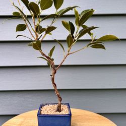 Bonsai Ficus (starter)