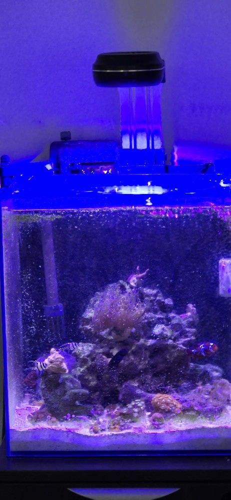 15g Tank And Light