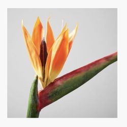 West Elm Faux Bird Of Paradise Flower Stem In Glass Vase 