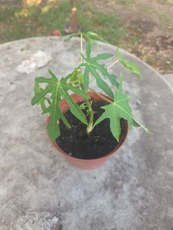 Beautiful small papaya tree
