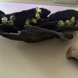 Driftwood and Cave from Petsmart