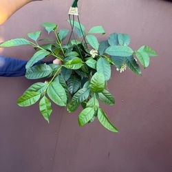 6” hoya multiflora