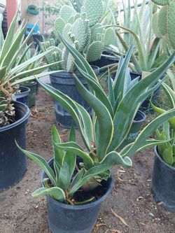 Desert Plants For Sale