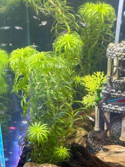 Live Aquarium Plant Stargrass / Heteranthera Zosterifolia
