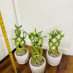 Trellis Lucky Bamboo Live Indoor Plant In Ceramic Pot $10/each