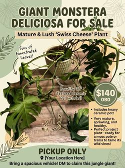 Monstera deliciosa (commonly known as a Swiss Cheese Plant or split-leaf philodendron