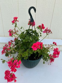 Ivy geranium plant in plastic basket