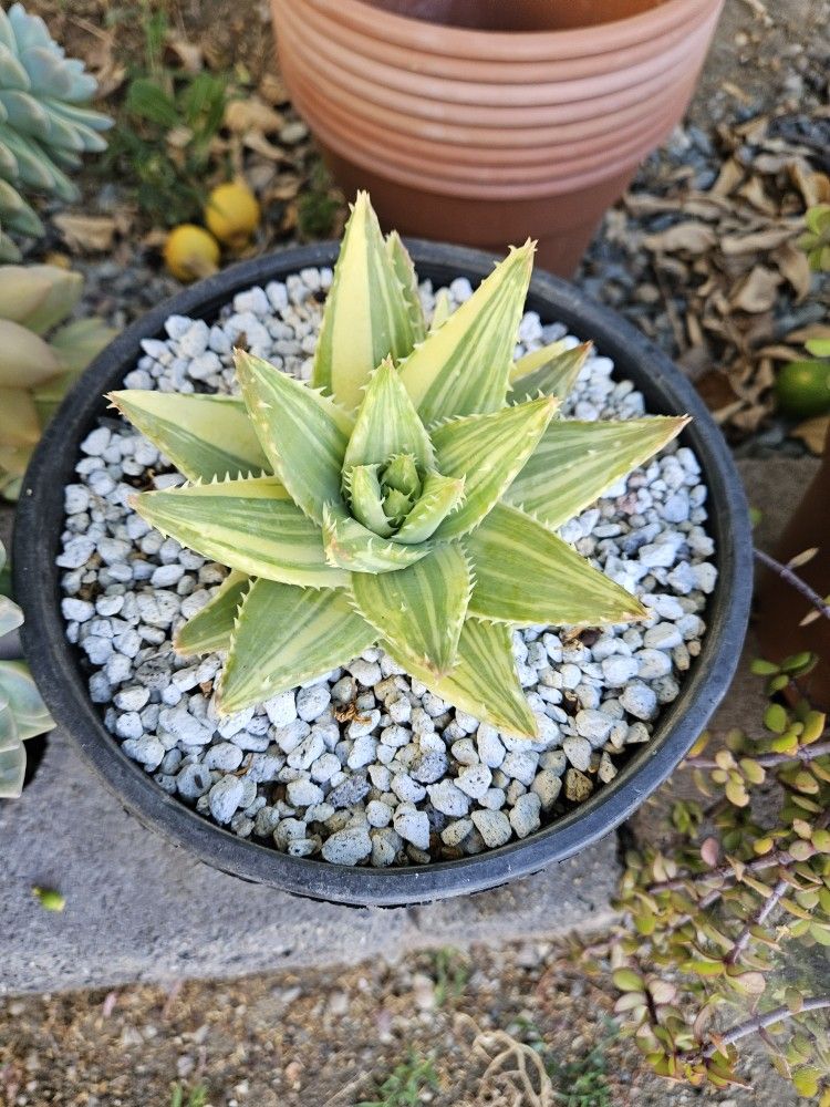 Varigated Aloe Brevifolia For $10