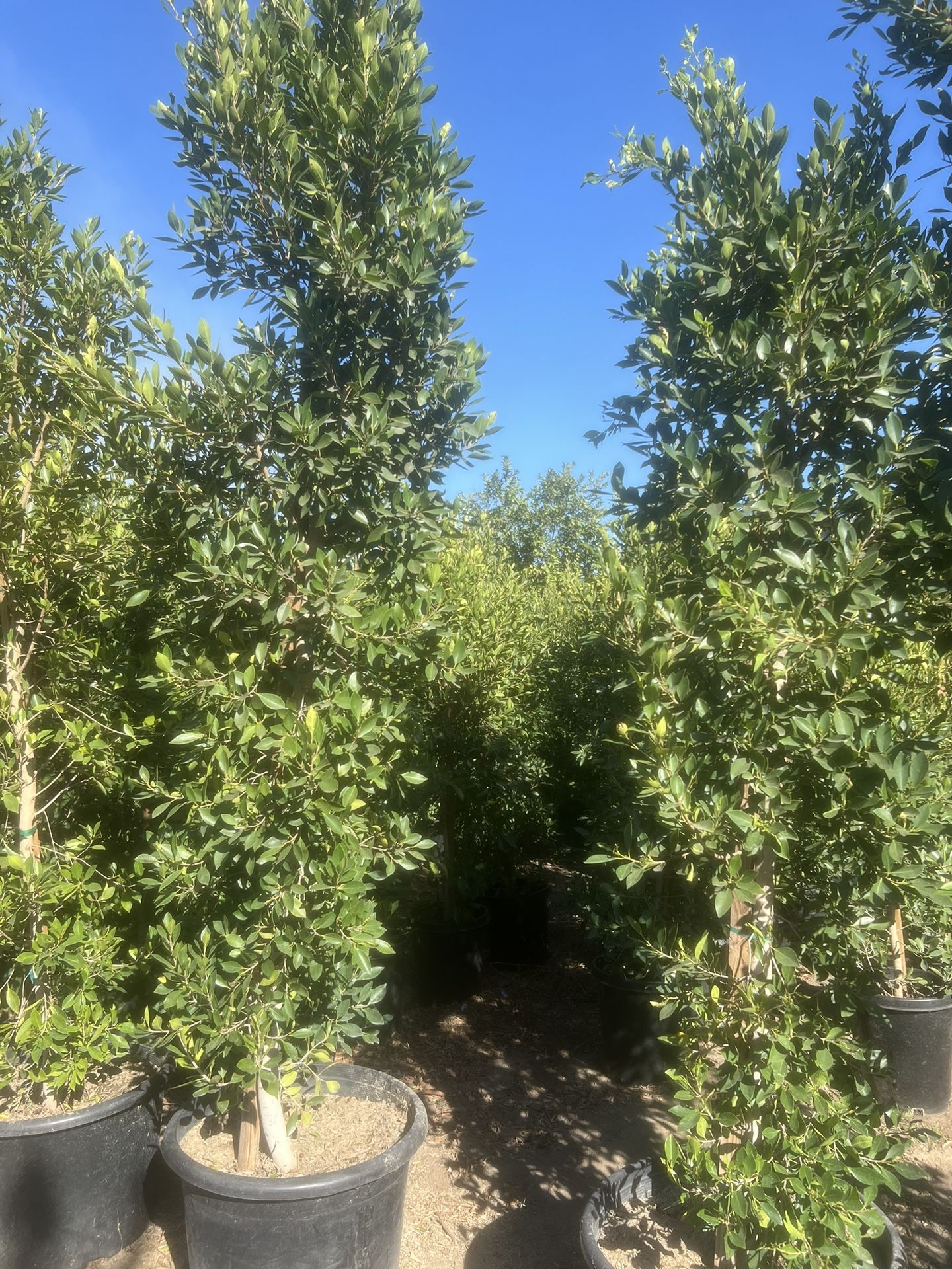 25 Gal Ficus 9ft Plus
