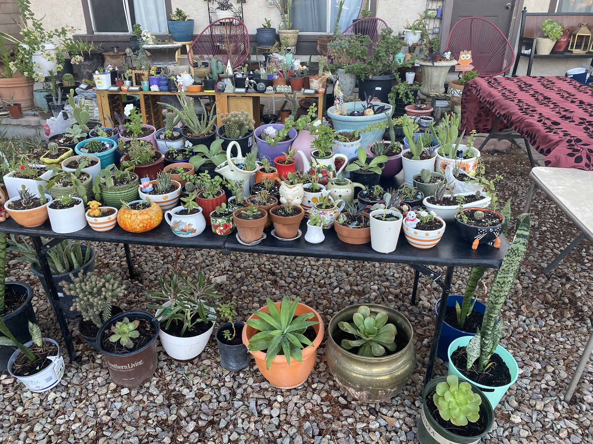 Plants yard Sale 10/26