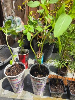 Moonshine Sunflower