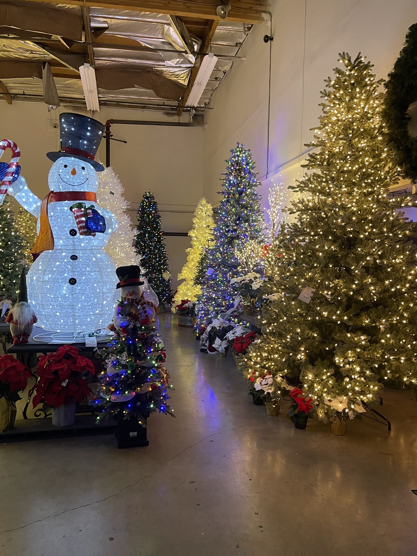 COSTCO CHRISTMAS TREES SUPER CHEAP!!!