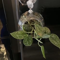 Housplant In Terrarium 