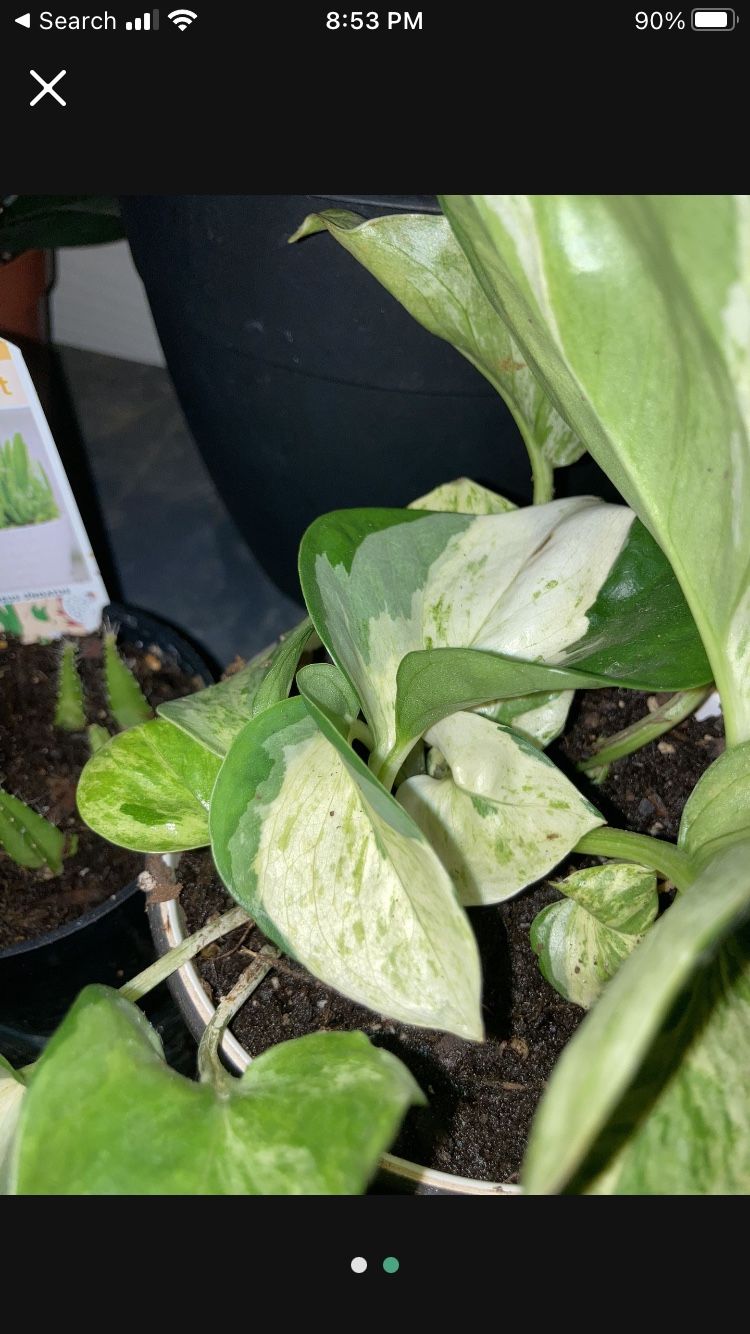 Harlequin Pothos (cuttings)